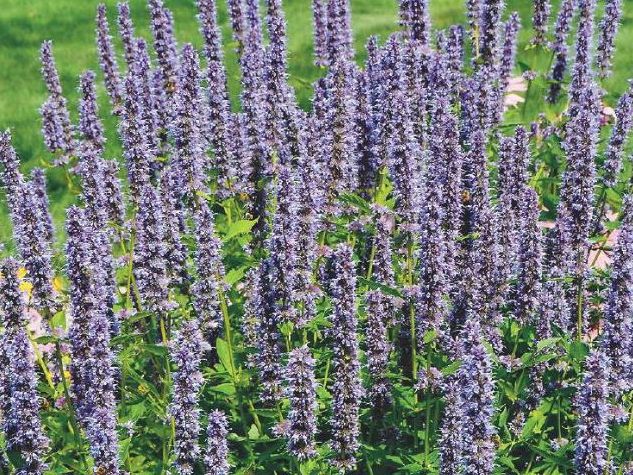 A LOWLY HERB